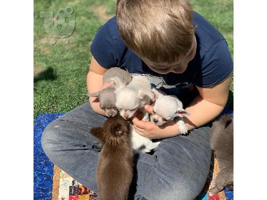 Καταπληκτικό chihuahua